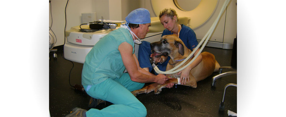 Large Animal Anaesthesia